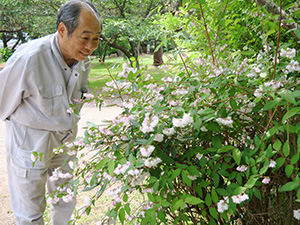 かれんに咲く卯の花