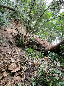 和歌山市東高松で確認された倒木（市提供）