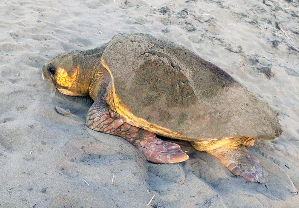 海に帰っていくアカウミガメ（県サーフィン連盟提供）