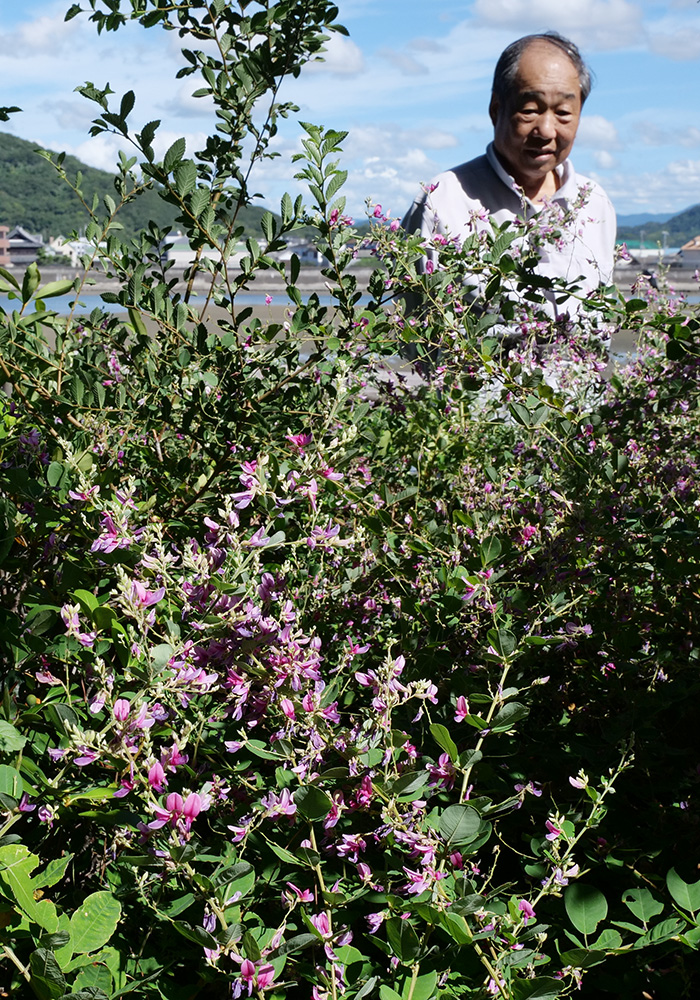 かれんに咲くハギの花