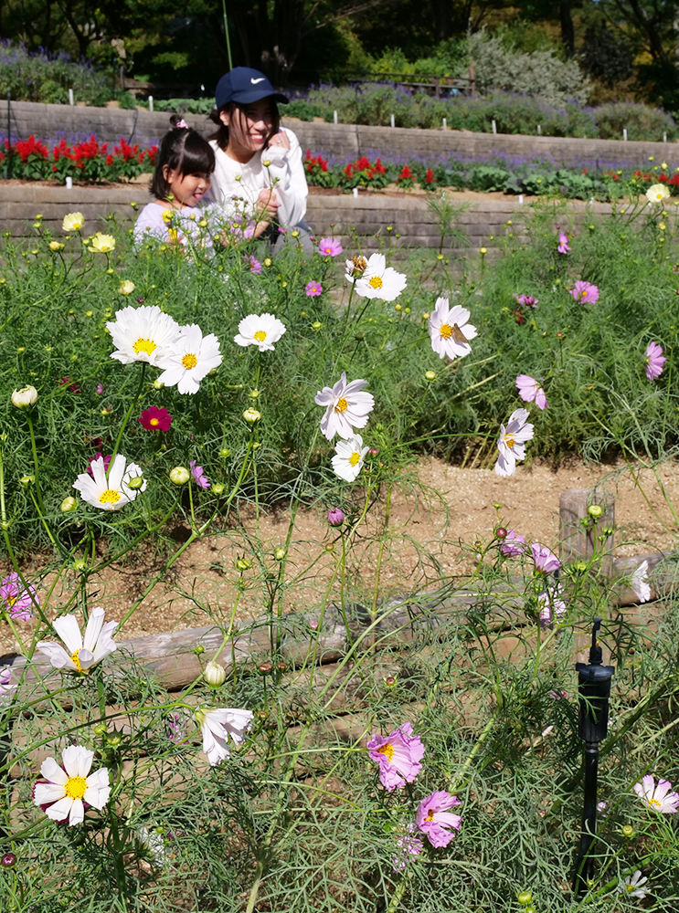 花を眺める来園者