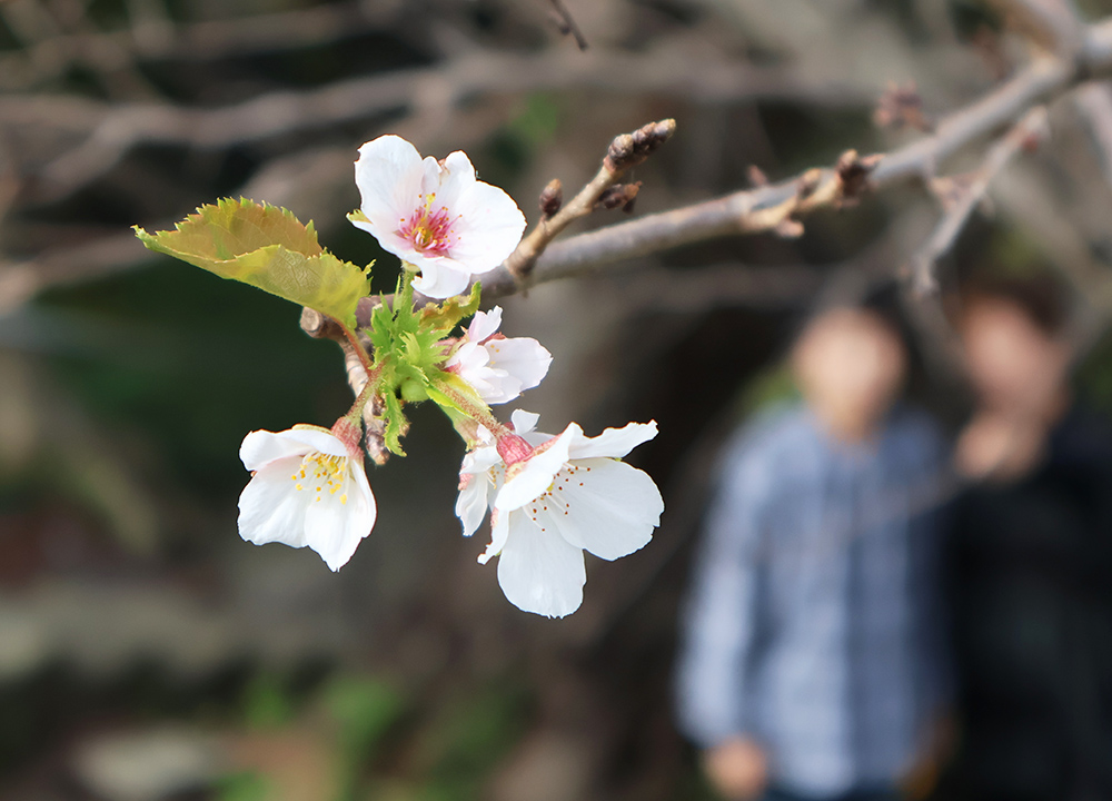 季節外れの花を咲かせるソメイヨシノ