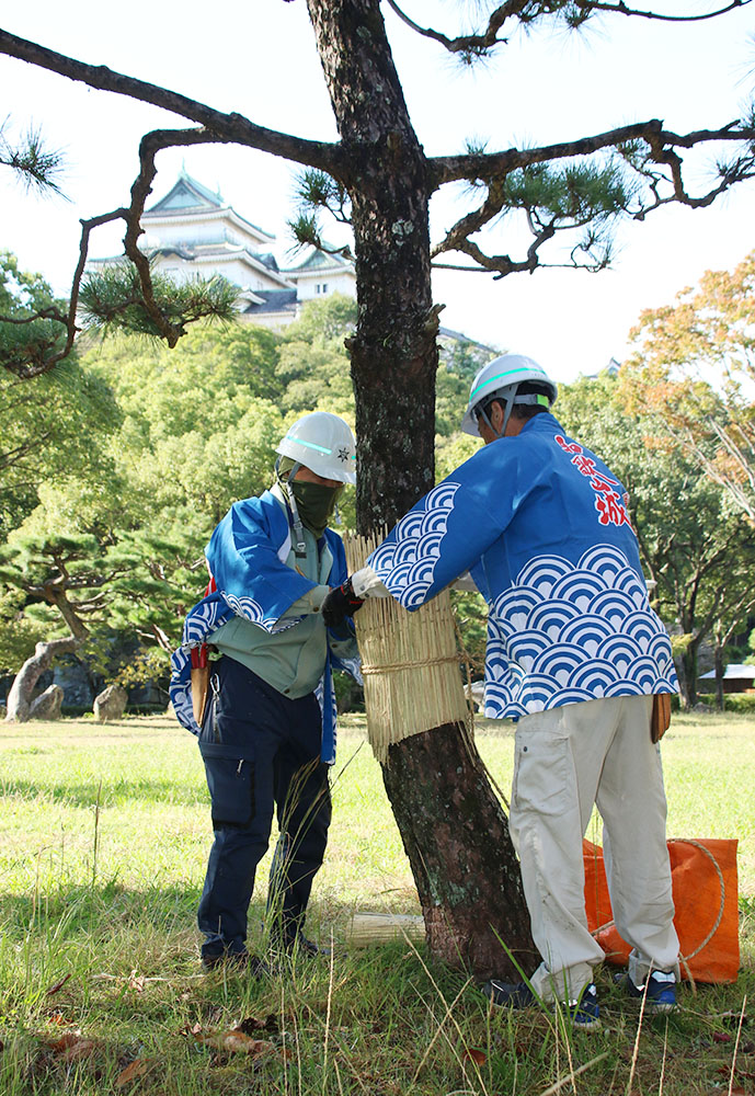 松の幹にこもを巻く市職員ら