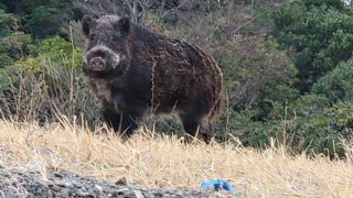 イノシシ捕獲頭数大幅増 和歌山市が対策強化 | わかやま新報