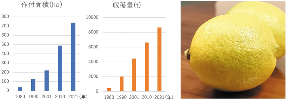 国産レモンの作付面積と収穫量の推移