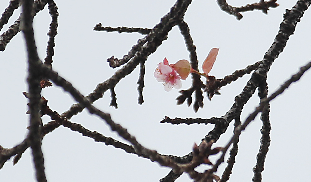 早くも開花した早咲き桜