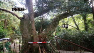 樹齢400年のカヤに接ぎ木 痕跡を発見、県内最古か | わかやま新報