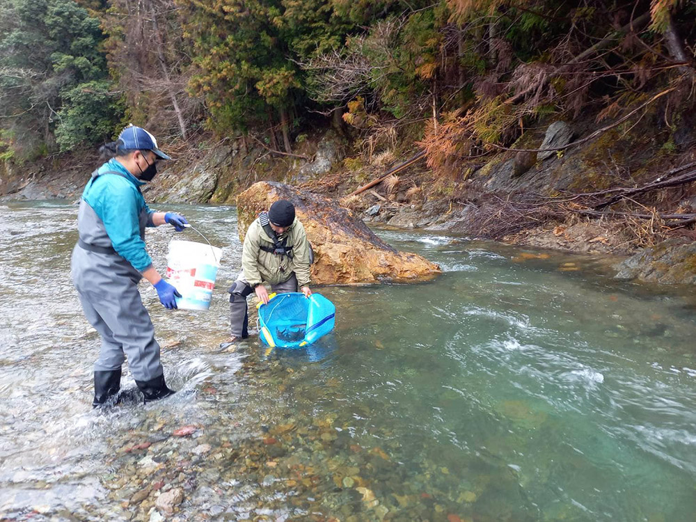 キャッチ＆リリース区間解禁前日には６０～８０㌔の成魚が放流される（写真は昨年の放流の様子）