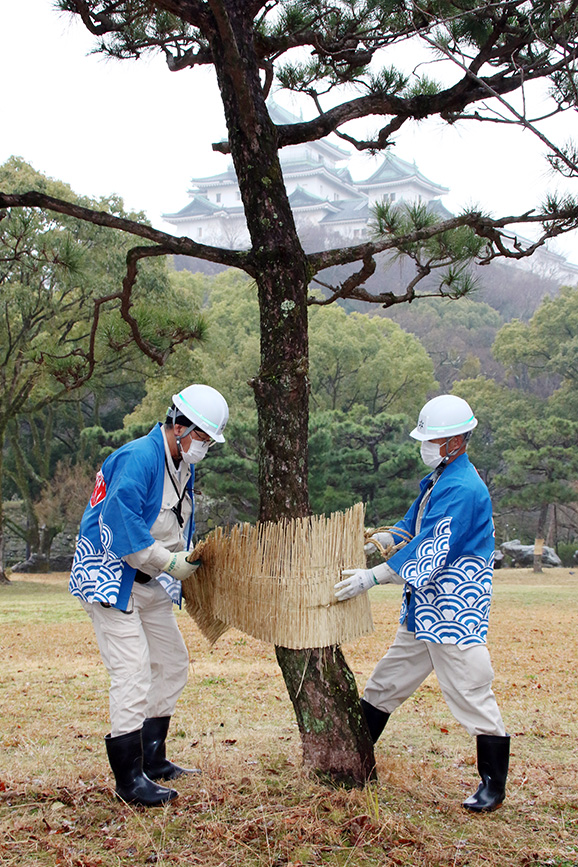 松の幹からこもを外す市職員ら