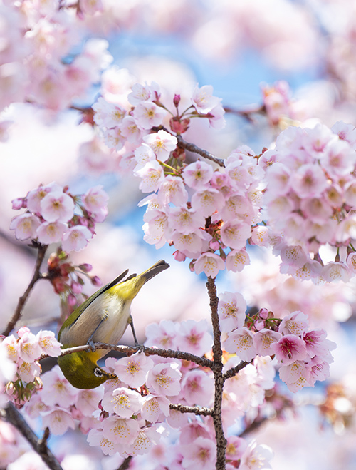 花の蜜を求めて飛び交うメジロ