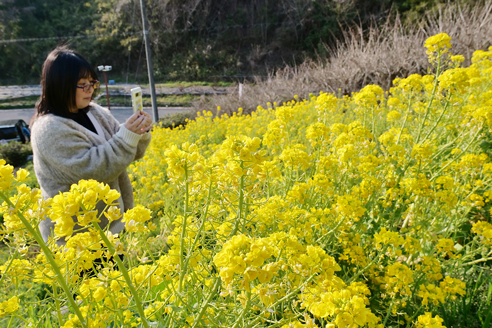 満開の花を楽しむ来園者