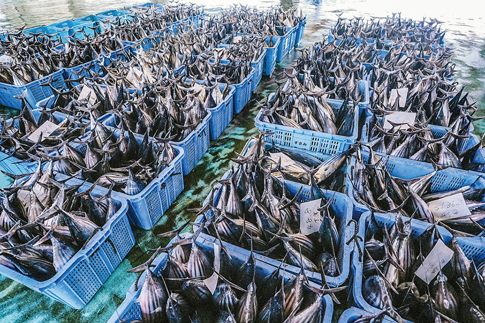 すさみ漁港に水揚げされた「ケンケン鰹」(県観光連盟提供)