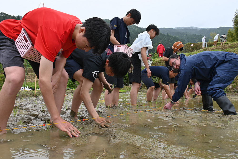 印に合わせて一束ずつ植える参加者