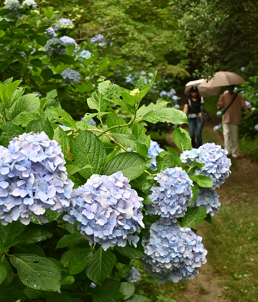 雨の中で鮮やかに咲き誇るアジサイ