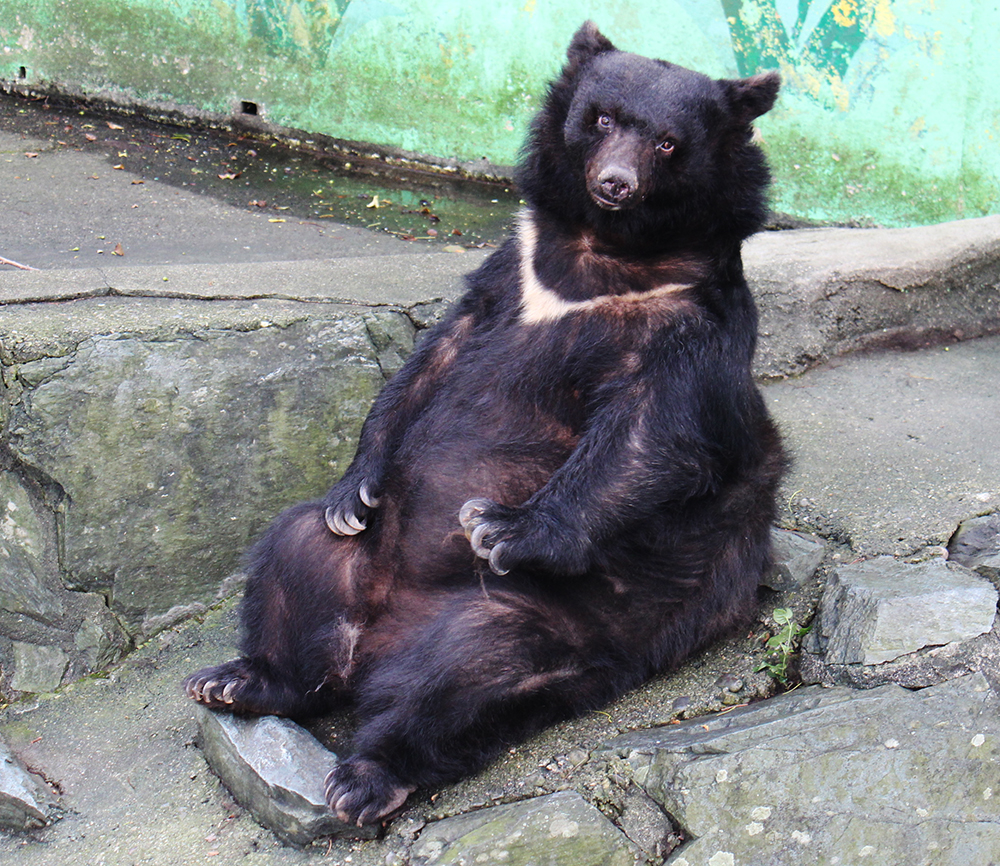 動物園の人気者だったベニー（わかやまフレンＺＯＯガイド提供）