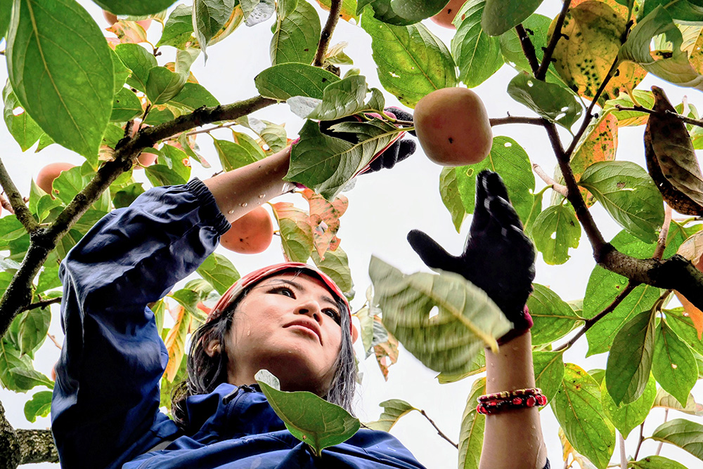 柿の収穫をする小葉松さん