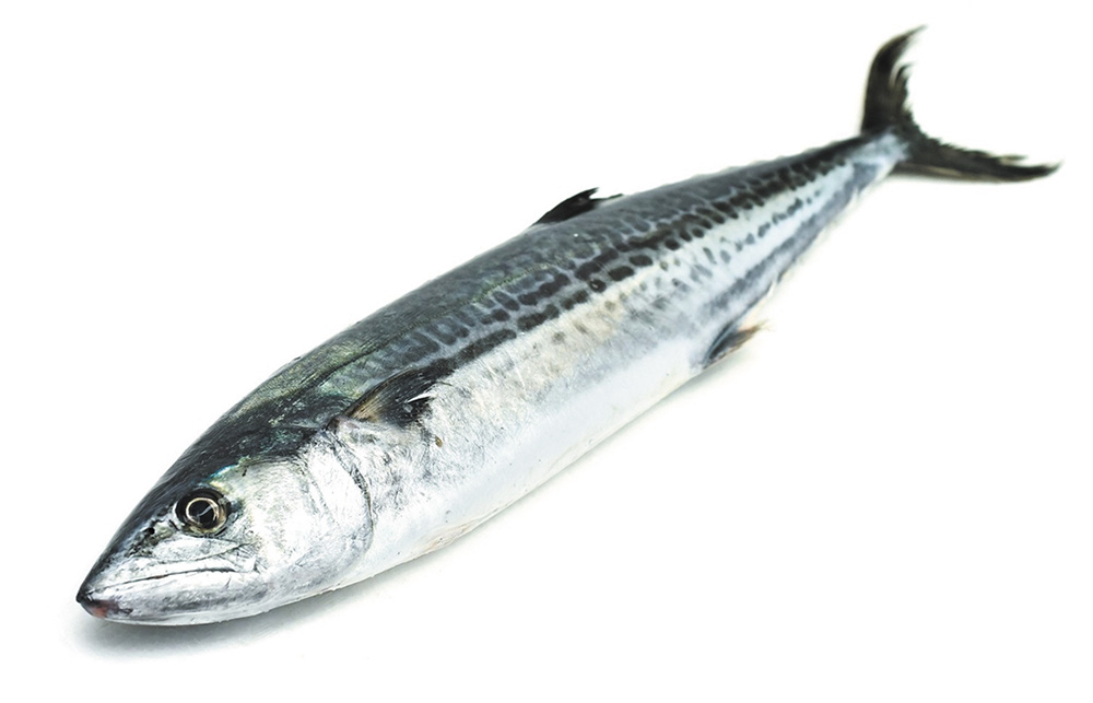 春の季語として知られる「鰆」