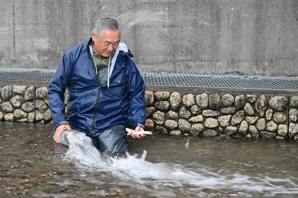 ホースを使ってトラックの水槽からアユを放流