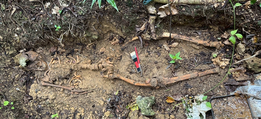 全身が残されていた埋葬骨(日本法医病理学会提供)