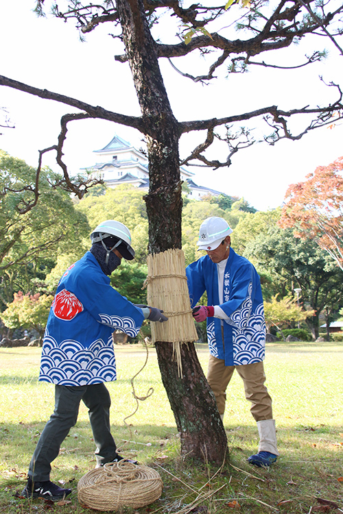松の幹にこもを巻く市職員ら