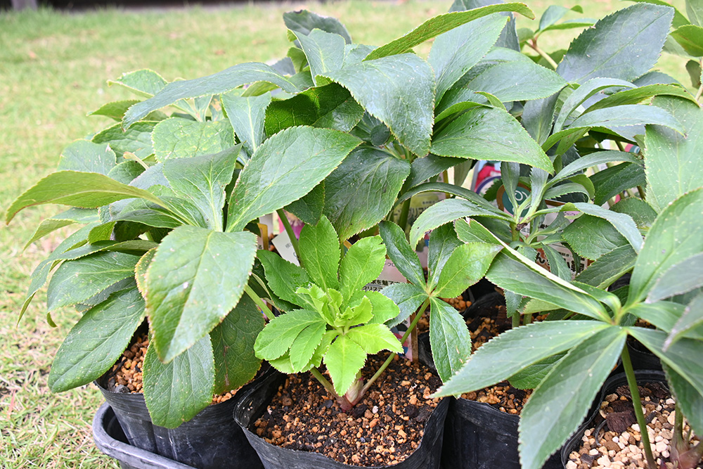 こだわりのクリスマスローズの苗