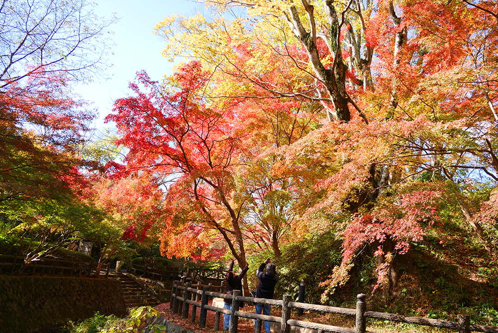 境内を流れる大川沿いの紅葉