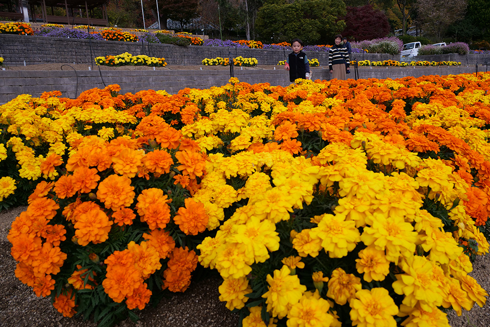 花を楽しむ来園者