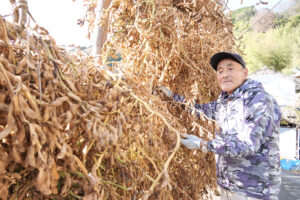 黒豆を天日干しする井中さん