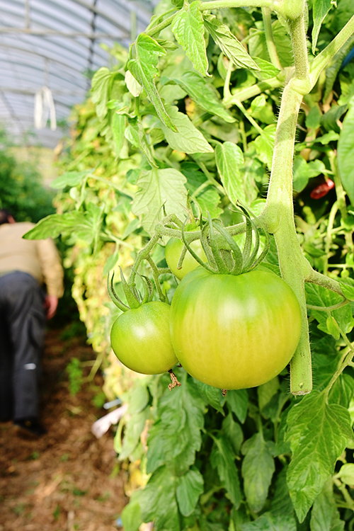 高原で栽培されたトマト