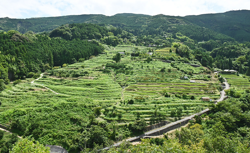 中田の棚田全景(2022年9月)