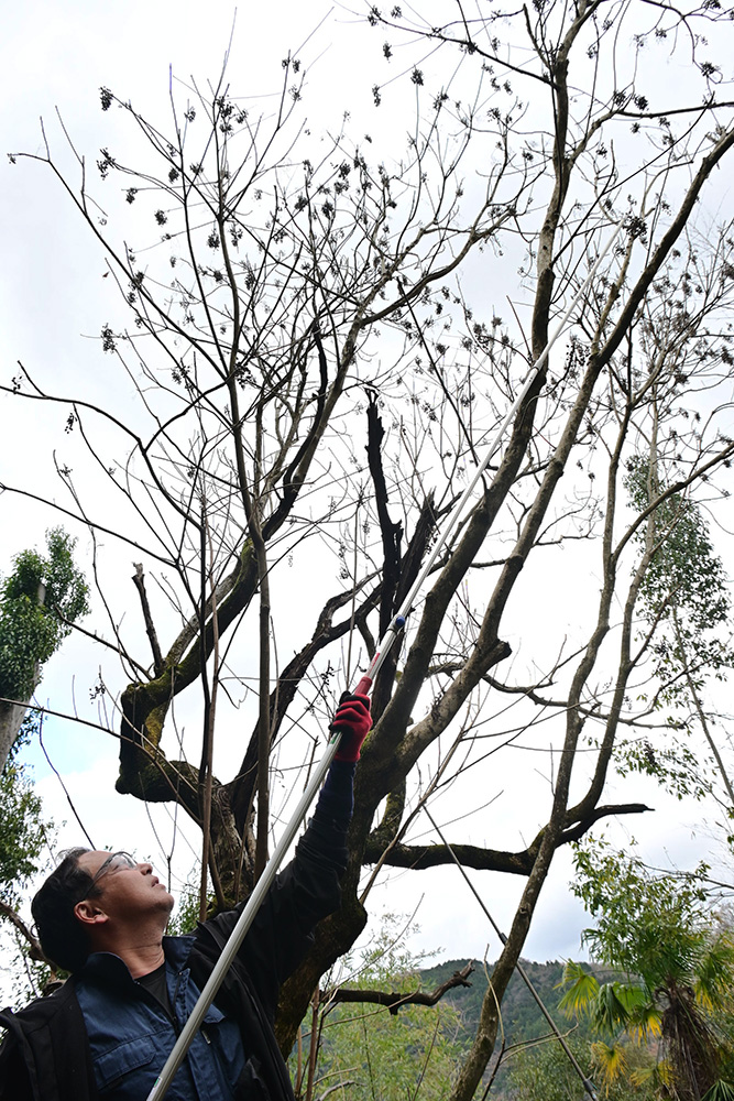 丁寧に頭上の実を収穫