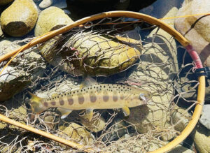 自然の中でアマゴのフライ釣りを始めよう