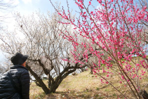 白やピンクに染まる花を楽しむ来園者