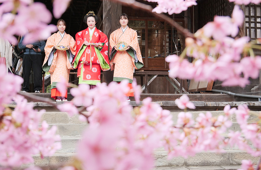 境内に咲き誇る河津桜とともに記念撮影