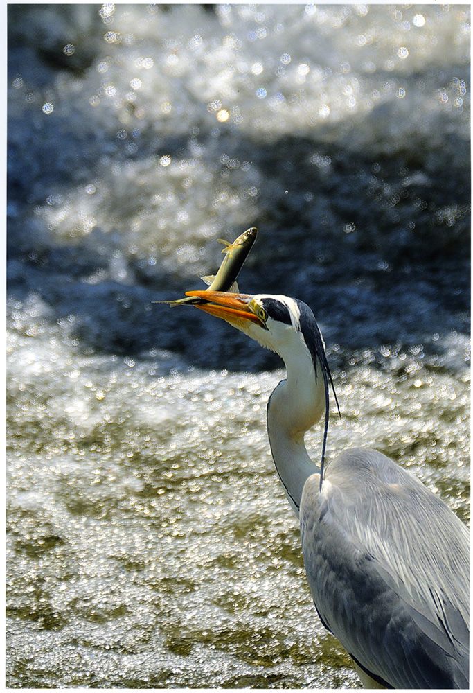 厳しい自然の中で懸命に生きる野鳥を捉えた谷所さんの作品