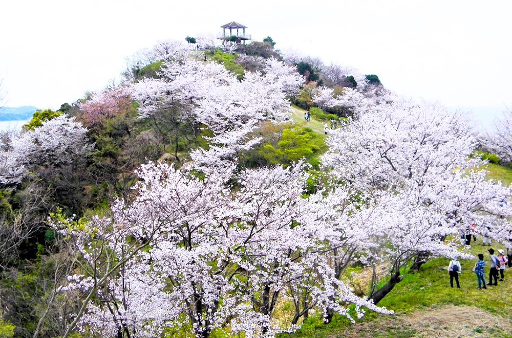 桜の名所・高津子山