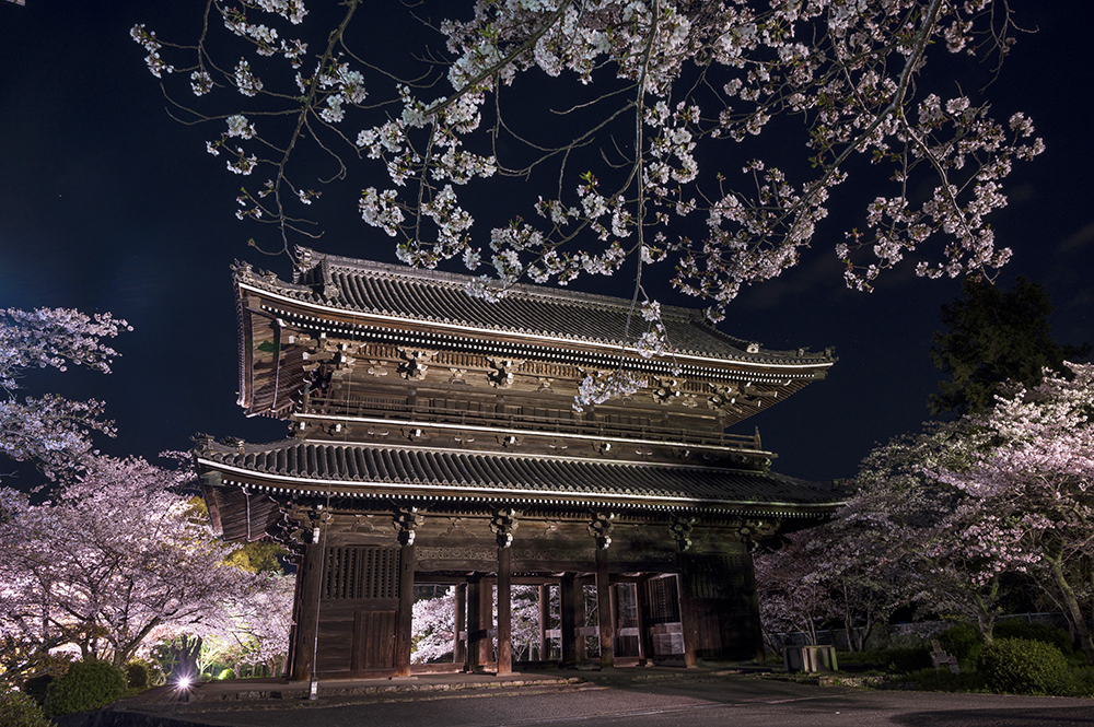 昨年の桜のライトアップ（岩出市観光協会提供）