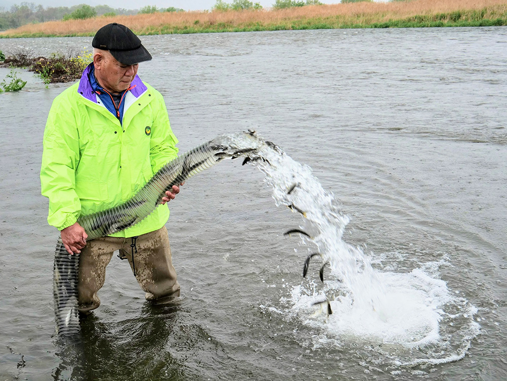 稚アユを放つ川口組合長