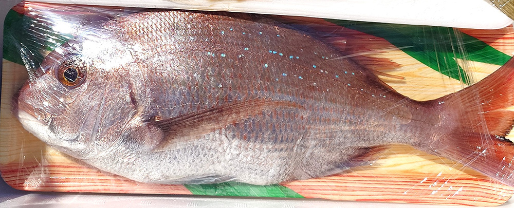 淡いピンク色が特徴の「桜鯛」