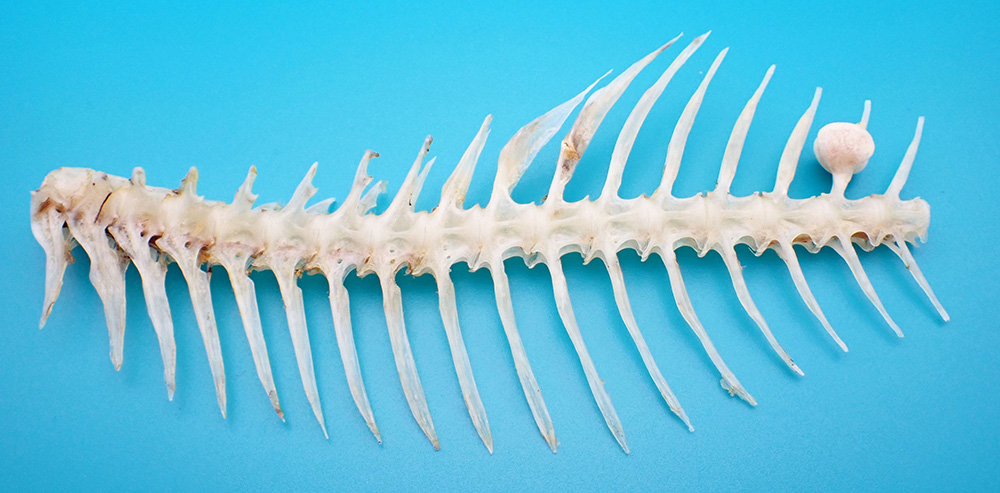 鯛の背骨にできた「鳴門骨」