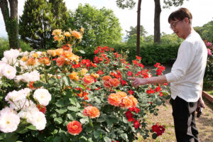 満開のバラを楽しむ来園者