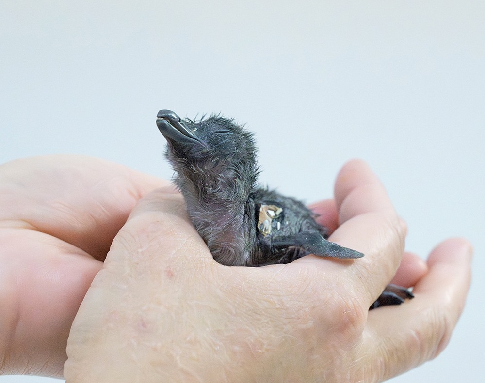 施設初の人工ふ化で誕生したコガタペンギン（アドベンチャーワールド提供）
