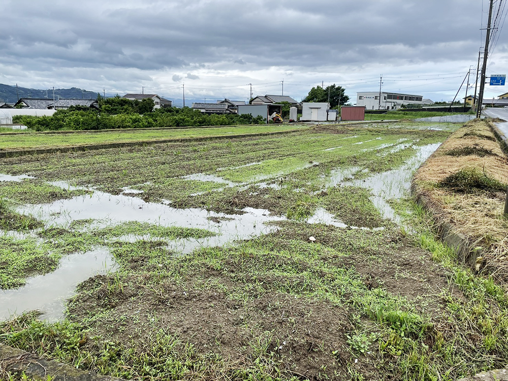 大会の舞台となる紀の川市北長田の田んぼ