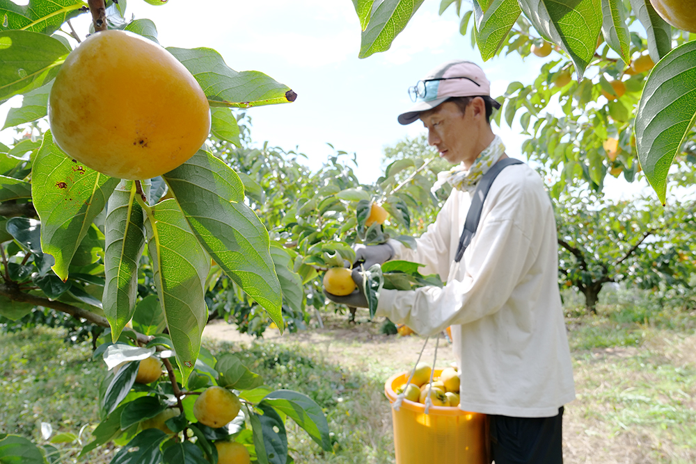 大きくて甘みたっぷり 紀の川市で柿の収穫最盛期 | わかやま新報